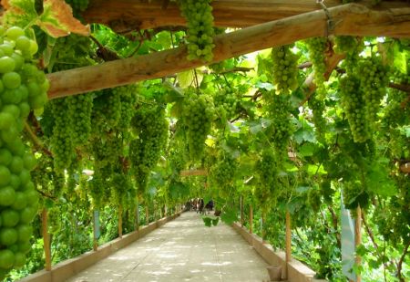 嘻游火洲·吐鲁番（坎儿井 火焰山 葡萄沟）汽车1365BET_365服务平台_365bet官网体育投注