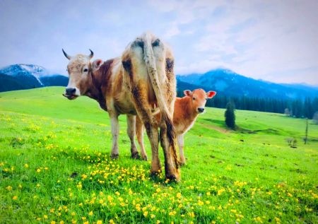 那拉提草原 赛里木湖 薰衣草园 霍尔果斯口岸 惠远古城
